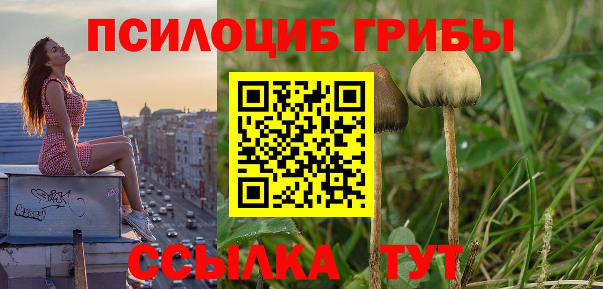 Псилоцибиновые грибы прущие грибы  Галлюциногенные грибы прущие грибы  Светлоград  Вход с VPN 