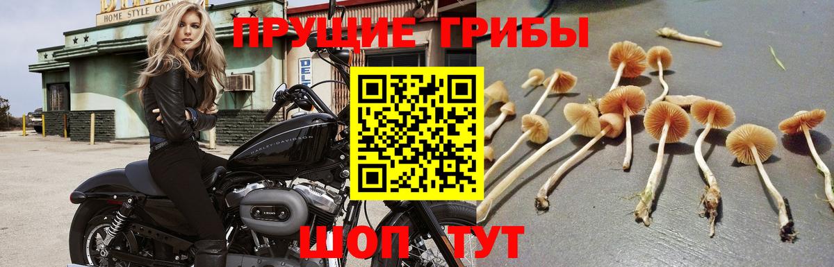 Галлюциногенные грибы прущие грибы Светлоград